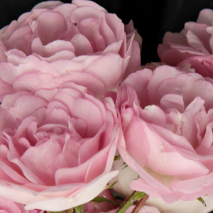 Róże ogrodowe - róże pnące ramblery - różowy  - Rosa  Frau Eva Schubert - róża ze średnio intensywnym zapachem - Hugo Tepelmann - Ta cudowna róża o różowych kwiatach jest historyczną różą kamperową. Jednokrotnie kwitnące kwiaty pięknie się przedstawiają na pergoli lub różanej bramce.